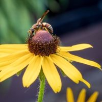 Жёлто-коричневое