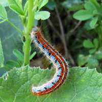 Мохнатая полосатая