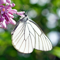 Боярышница