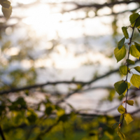 Берёзовая "рамочка"