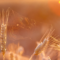 Месяц июль в закатном свете