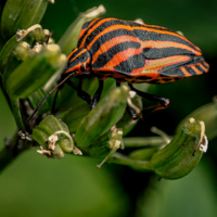 Застенчивый клоп