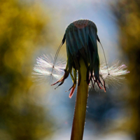 Девочка с косичками