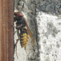 Незваный гость за стеклом