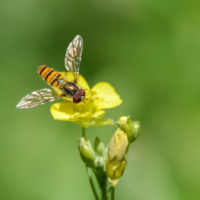 Хрустальные крылья