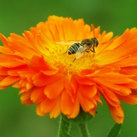 В мягком ворохе подушек...