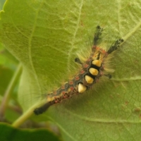 Милые кисточки