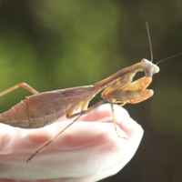 Полосатое пузико