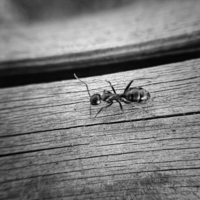 Самый черный и блестящий, Самый сильный — муравей!