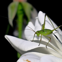 молодо - зелено