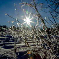В студеную зимнюю пору