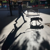 Солнце, лапы и хвосты!