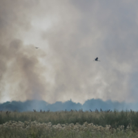 Охота в дымовой завесе