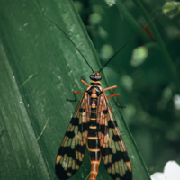 Скорпомуха