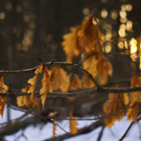 Последний золота всплеск
