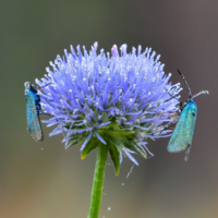 Дамы в бриллиантах