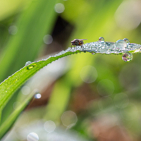 Мушиные росы