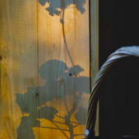 Утро началось с герани...