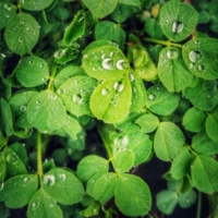 Слеза комсомолки