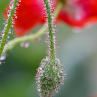 Собиратель воды и красоты