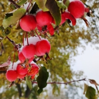 Снег на райских яблочках