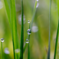 Трава у дома