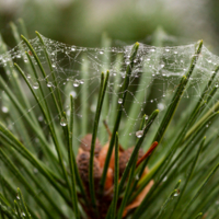 Смотрю с восторгом на душистую росу