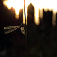 Подсвеченная солнцем