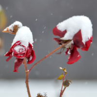 Белые шапочки