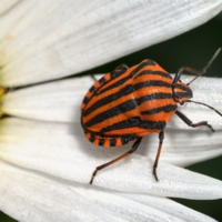 Элегантный итальянец