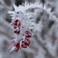 Морозная колючка