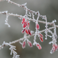 Белые одежды