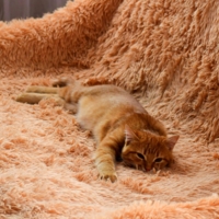 Рыжая хандра