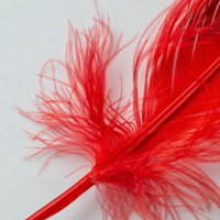 Пёрышко сказочной птицы