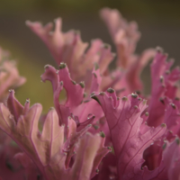 Росинки на "кораллах"