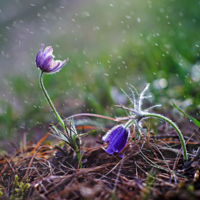 Опять метель...