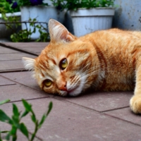 Грустный кот