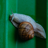 Полоса препятствий