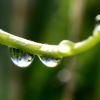 По усам текло...