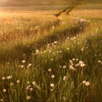 По дороге с одуванчиками