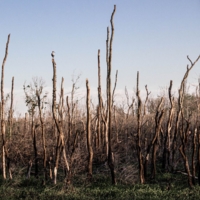 Здесь росли деревья