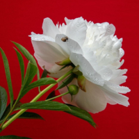 Белый лебедь