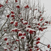 снег на рябинке