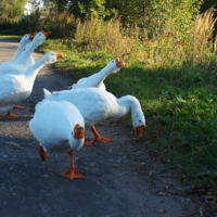 Гуси - гуси ...