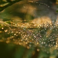 Утренняя роса