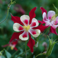 Аквилегия красная звезда