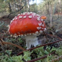 Праздничный наряд