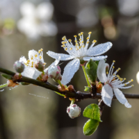 Россыпи бисера