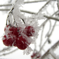 калина красная