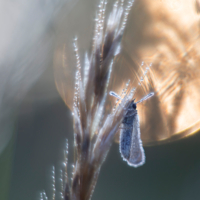 Акварелью нарисую утро